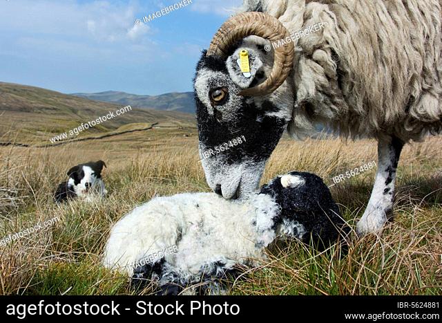 Domestic sheep, Swaledale, ewe and newborn lamb, with domestic dog, Border Collie, working sheepdog, watching in background, Cumbria, England, United Kingdom