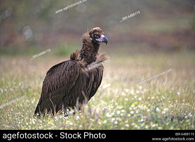 Cinereous vulture (Aegypius monachus) with prey, in a flower meadow, portrait, Extremadura, Spain, Europe