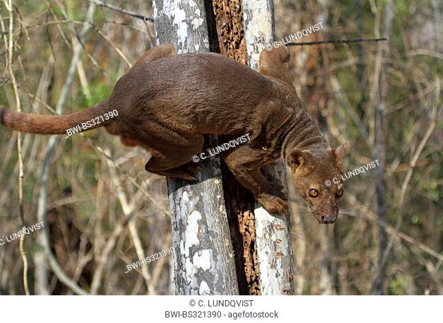 fossa (Cryptoprocta ferox), clinging to a hollow tree trunk, largest predator of Madagascar, Madagascar, Toliara, Kirindy Forest