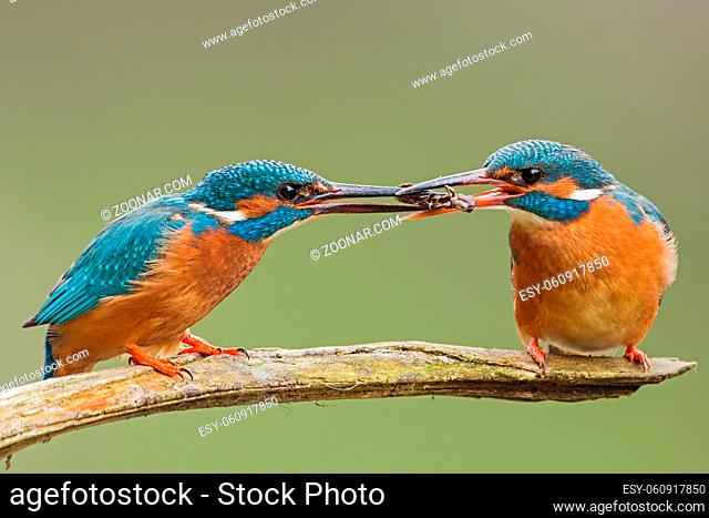 Two common kingfishers, alcedo atthis passing a fish one to another. Animal romantic couple sitting close together on a branch