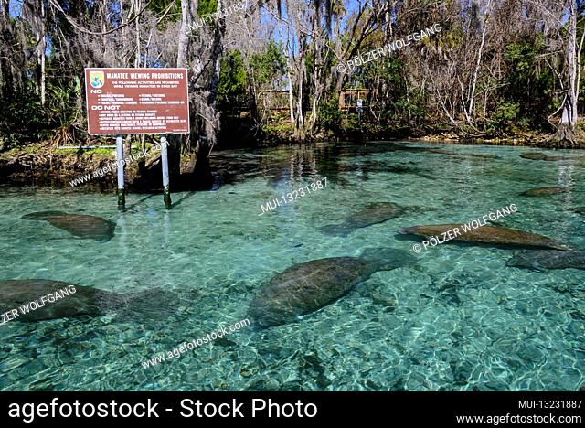 Resting Florida manatees (Trichechus manatus latirostris) in sanctuary at Three Sisters, Three Sisters, Kings Bay, Crystal River, Citrus County, Florida, USA