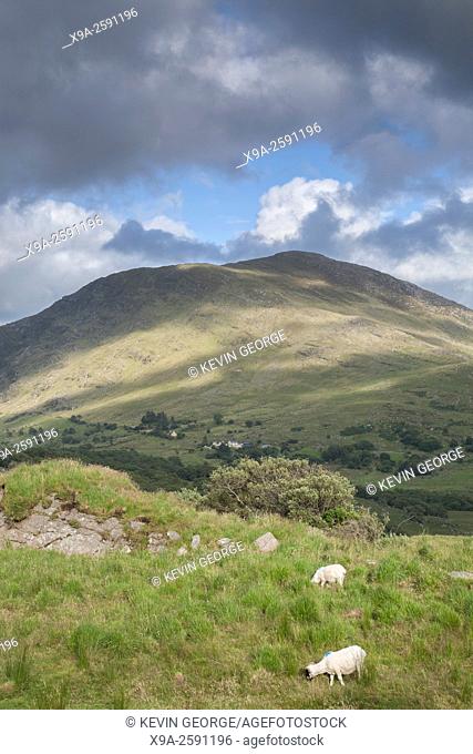 Countryside near Molls Gap; Killarney National Park; County Kerry; Ireland