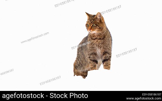 Proud european wildcat, felis silvestris, standing on snow in winter. Calm animal observing on white hill nature. Brown mammal looking whith white background