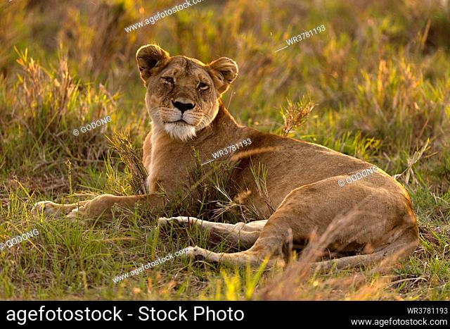 Lioness (Panthera leo) in savanna, Masai Mara National Park, Kenya, East Africa, Africa
