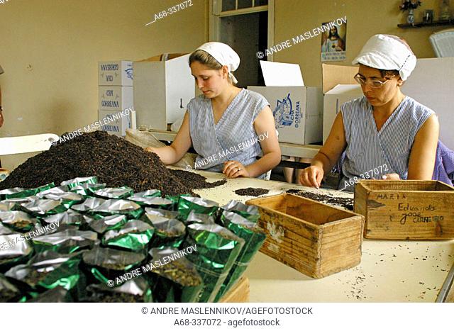Tea is sorted by hand at tea factory Cha Gorreana. São Miguel Island. Azores. Portugal