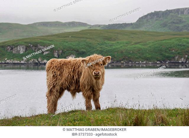 Scottish Highland Cattle, calf, standing on a pasture by the sea, Dunvegan, Isle of Skye, Inner Hebrides, Scotland, United Kingdom