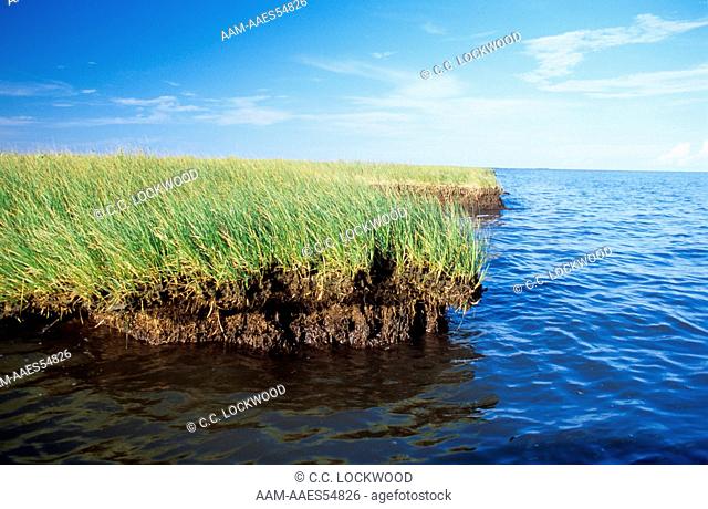 Wiregrass Marsh sloughing off into Breton Sound, St. Bernard Parish, Louisiana