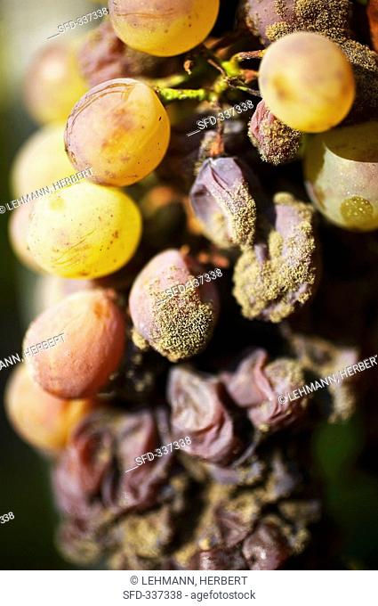 Furmint grapes for Aszu, Tolcsva, Tokaj, Hungary