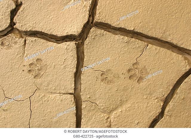 Animal foot prints in mudflats. Anza Borrego Desert State Park. California. USA