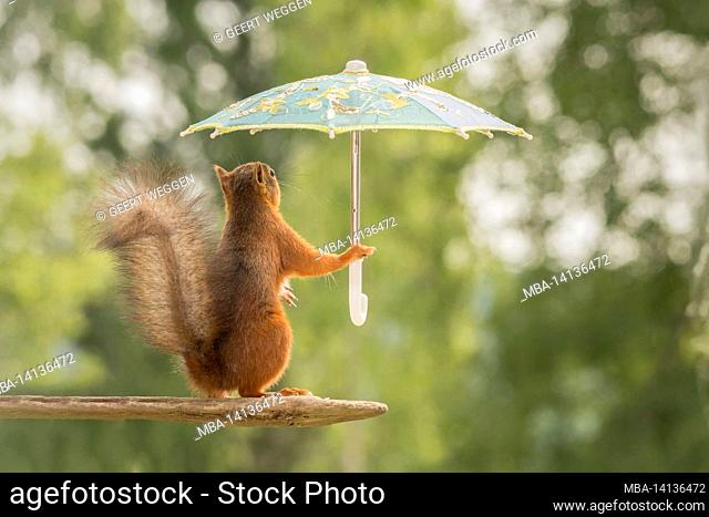 female red squirrel is standing on stone holding a umbrella