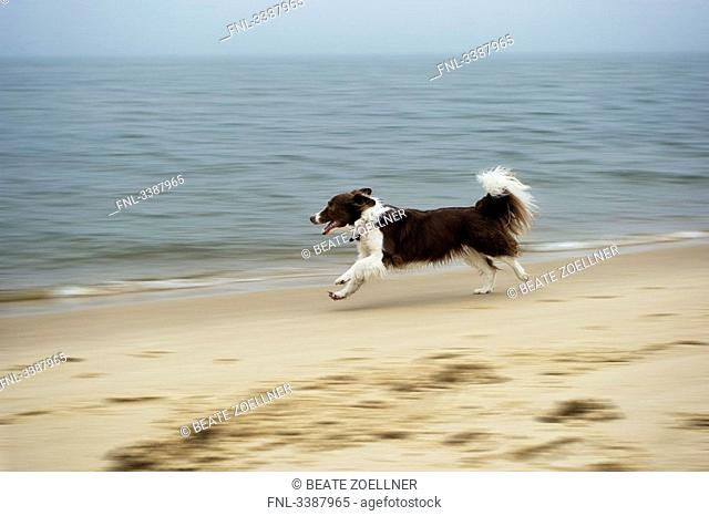 Border Collie running along sandy beach, Sylt, Germany, side view