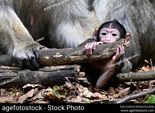 23 May 2023, Baden-Württemberg, Salem: A few days old baby Barbary ape plays next to its mother on a branch in Germany's largest ape enclosure