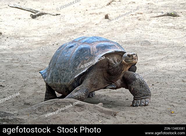 Galapagos-Riesenschildkröte (Chelonoidis nigra ssp), Schildkrötenaufzuchtzentrum auf der Insel Isabela, Galapagos Inseln