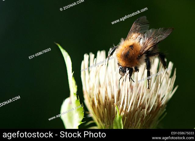 Close-up of a tree bumblebee (Bombus hypnorum) sucking on a half-open blossom against a dark background. Nahaufnahme einer Baumhummel (Bombus hypnorum) an einer...