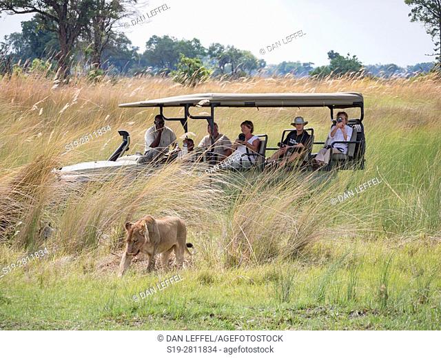Botswana. Lion Kill