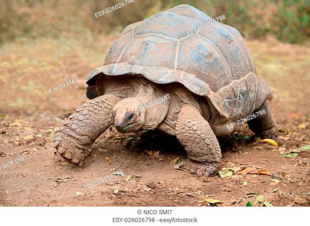 Aldabra giant tortoise (Aldabrachelys gigantea) on prison island, Zanzibar