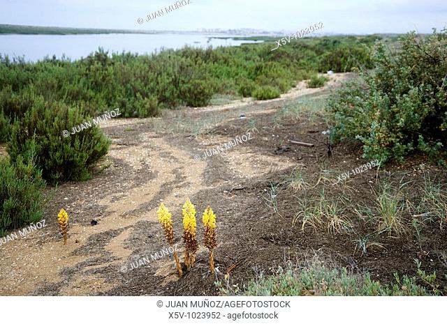 Plant parasitic (Cistanche sp.) In the Odiel Marshes Natural Place. Huelva. Andalucia. Spain