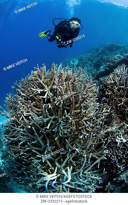 A diver inspects a hard coral garden, with a variety of table, leather, and staghorn corals, Acropora sp., Porites sp., Litophyton sp., sarcophyton sp