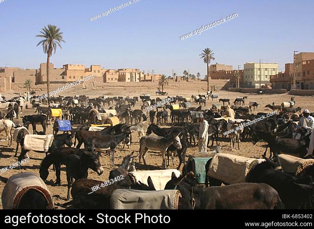 During market days, hundreds of donkeys wait for their owners in Rissani near Erg Chebbi, Morocco, Africa