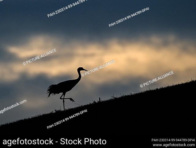 14 March 2023, Brandenburg, Podelzig: A crane (Grus grus) is on the move in the early morning on a hill on the edge of the Oderbruch