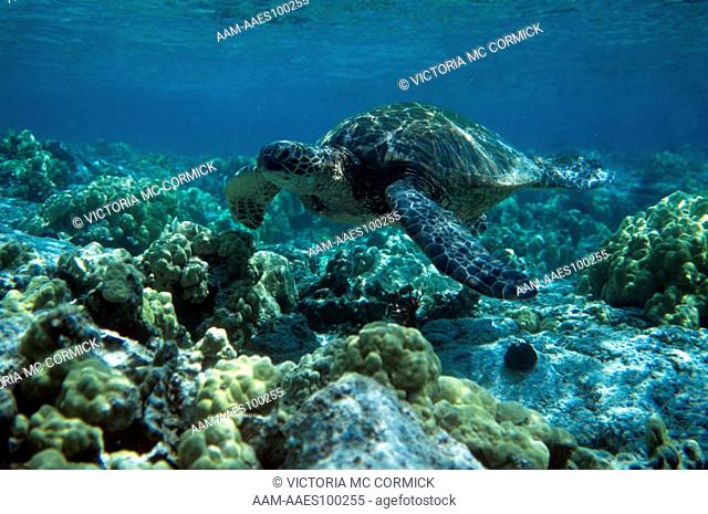 Green Sea Turtle (Chelonia mydas) Swimming in Bay, HI