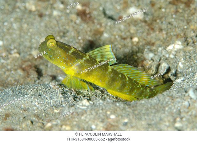 Yellow Shrimpgoby (Cryptocentrus cinctus) adult, at burrow entrance, Serena Besar, Lembeh Straits, Sulawesi, Greater Sunda Islands, Indonesia, February