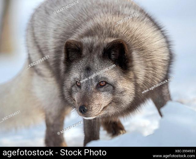 Arctic Fox (white fox, polar fox, snow fox, Vulpes lagopus), blue morph, searching for food in deep snow during winter. Europe, Scandinavia, Norway, Bardu