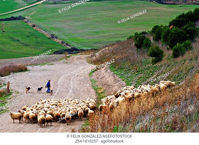 Flock sheep and Shepherd with a dog, near Urueña, Valladolid, Castile and León, Spain