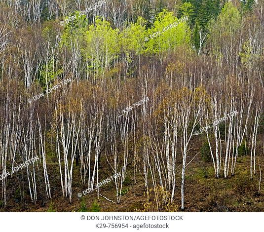 Hillside of white birch trees and aspens in early spring