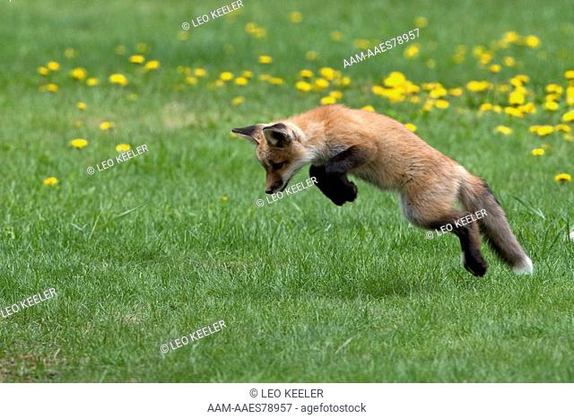 Red Fox (Vulpes vulpes) near den, leaping