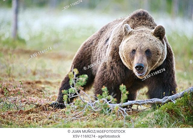 European brown bear in the Scandinavian taiga. Kainuu Region. Finland. Europe