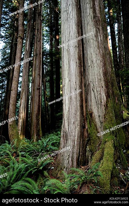 Western Red Cedars, Thuja plicata; near Port Renfrew; Vancouver Island; BC Canada
