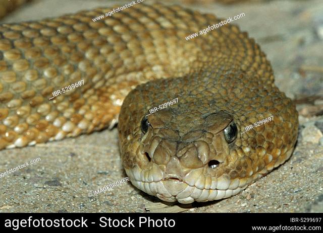 Basilisk Rattlesnake, mexican west coast rattlesnake (Crotalus basiliscus), Mexican Desert Rattlesnake, Desert Rattlesnake, Mexican West-coast Rattlesnake