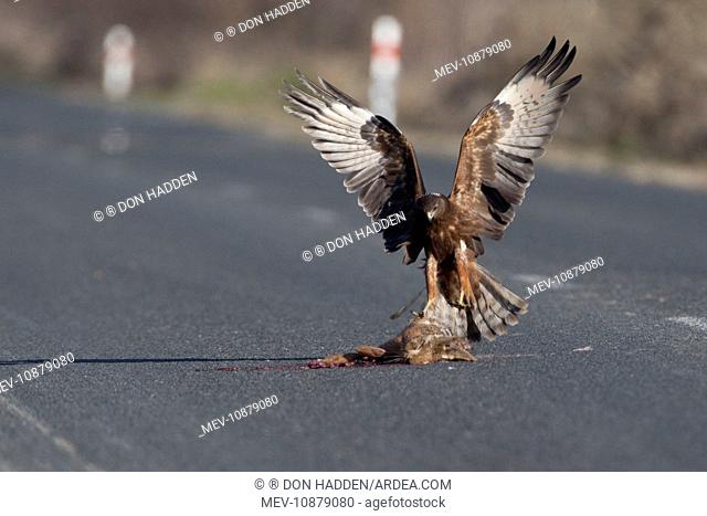 Swamp Harrier - arriving at a road-killed rabbit in rural Waikato (Circus approximans). near Hamilton, New Zealand