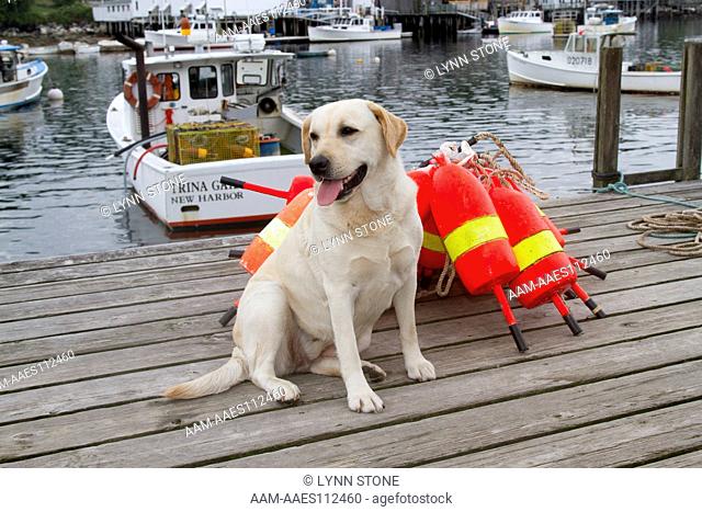 Yellow Labrador Retriever (female) with lobster trap buoys, on wooden dock; New Harbor, Maine, USA (AC) ANI