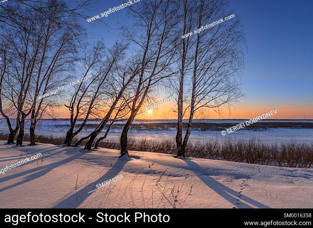 Birch trees on the edge of a snow-covered river valley on a winter evening