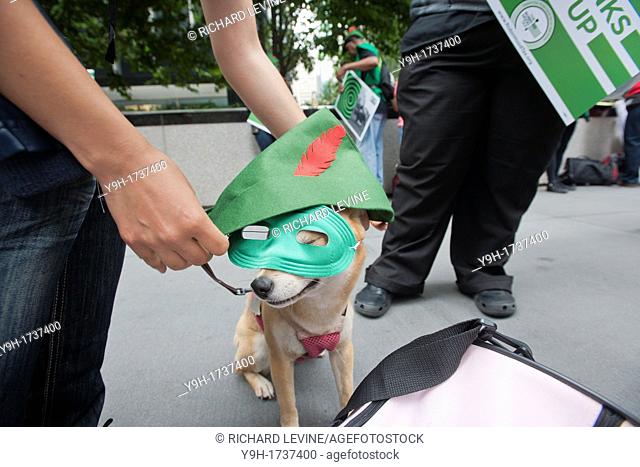 Lola, a 4 year old Shiba Inu has a costume put on for a rally in front of JPMorgan Chase headquarters on Park Avenue in New York to call for the reinstitution...