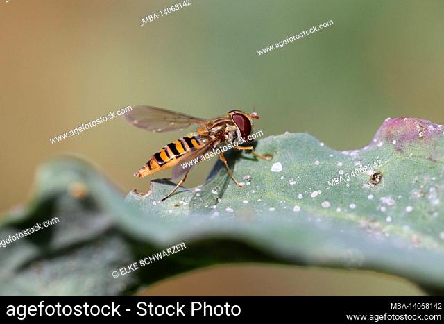 grove hover fly (episyrphus balteatus) laying eggs on cabbage