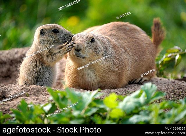 Black-tailed prairie dog (Cynomy ludovicianus) young animals with old animal at the burrow, Germany