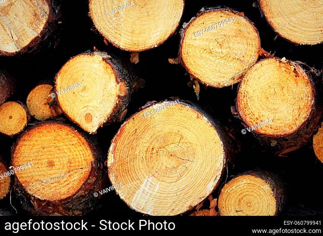 Wooden logs of pine woods in the forest, stacked in a pile by the side of the road. Freshly chopped tree logs stacked up on top of each other in a pile
