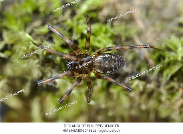 France, Morbihan, Araneae, Linyphiidae, Hammock weaver or Hammock spider (Lepthyphantes minutus)