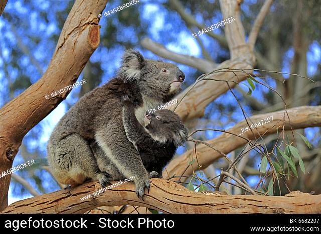Koalas (Phascolarctos cinereus), mother with young sitting on tree, social behaviour, Parndana, Kangaroo Island, South Australia, Australia, Oceania