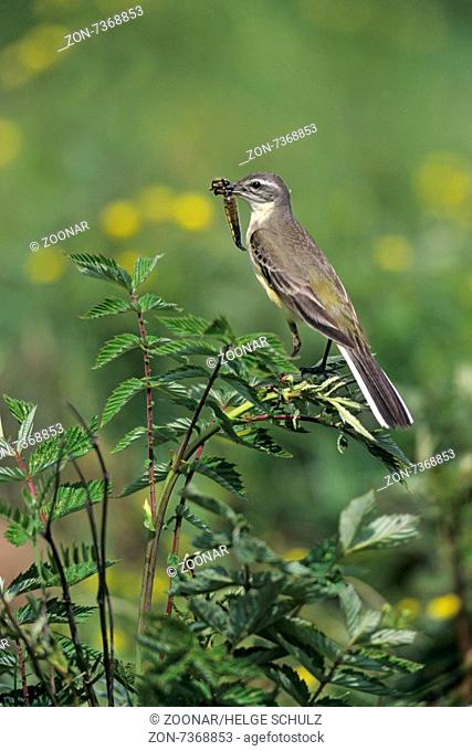 Yellow Wagtail adult female with dragonfly
