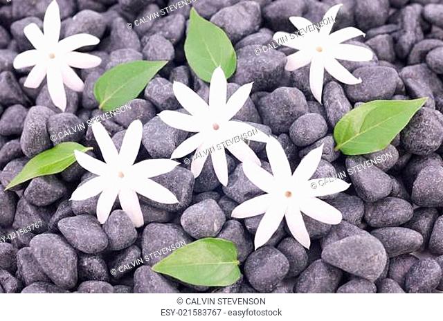 White jasmine flowers and leaves over zen stones background