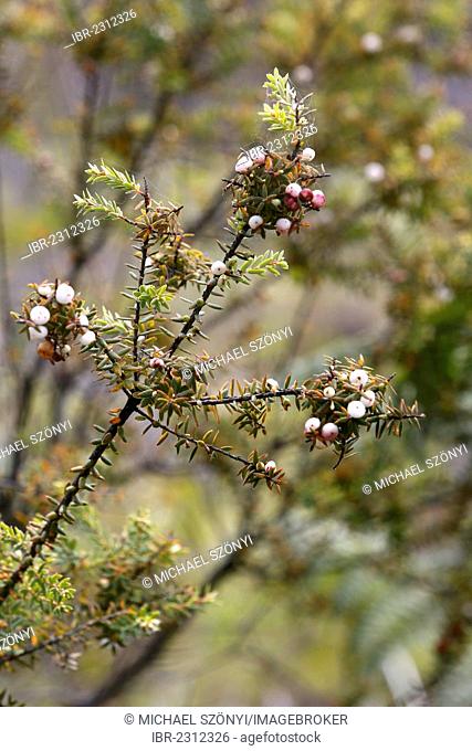 Pukiawe (Styphelia tameiameiae), berries, Kipuka Puaulu Reserve, Hawai?i Volcanoes National Park, Big Island, Hawaii, USA