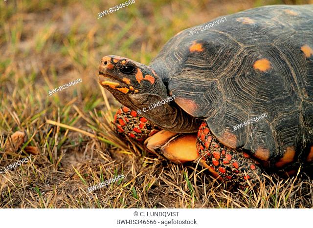 Red-footed tortoise, South American red-footed tortoise, Coal tortoise (Geochelone carbonaria, Testudo carbonaria, Chelonoidis carbonaria)
