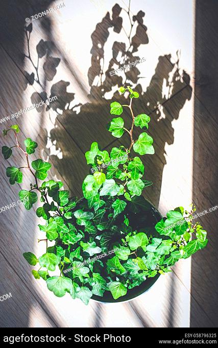 Green ivy in flower pot on wooden floor sunlit with sharp shadow