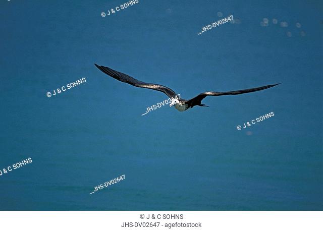 Magnificent Frigade Bird, Fregata magnificens, Tobago, Trinidad andTobago, Carib, adult flying