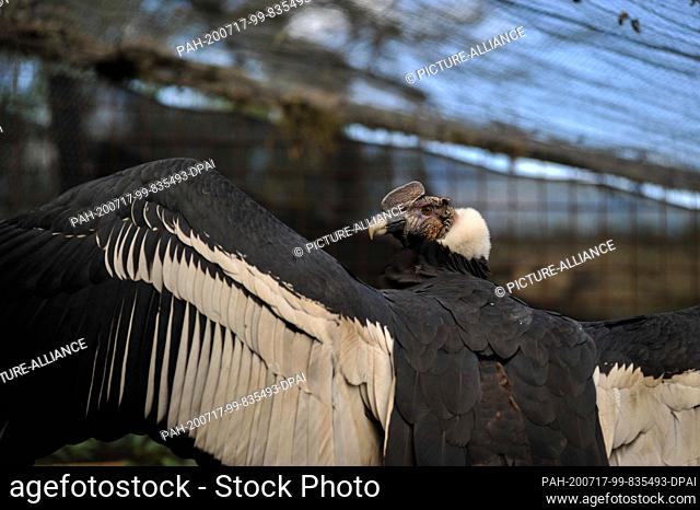 17 July 2020, Ecuador, Quito: A condor stays in its cage in the zoo in Guayllabamba. The zoo was closed for 100 days due to the exit restrictions imposed by the...