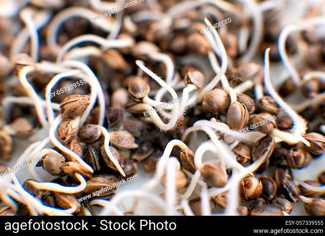 Macro photo cultivation seeds. Details Root on a white background. Marijuana seeds. Many sprouting cannabis seeds. close-up macro